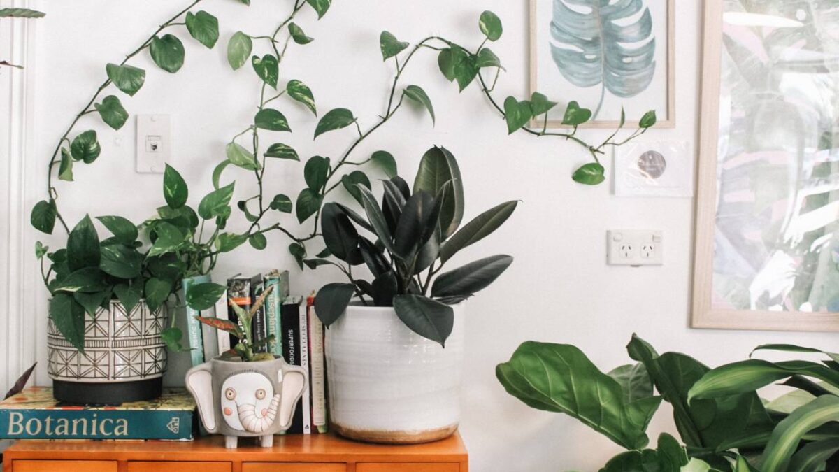 Green plants and botanic books on a cabinet