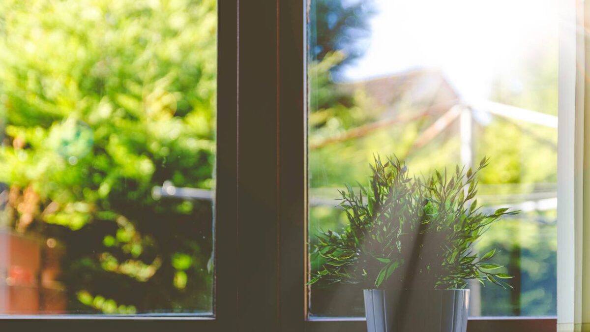 Sun shining on a window with a potted plant