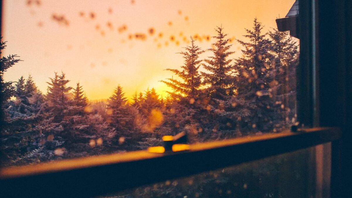 A view of sunset and pine trees through a window